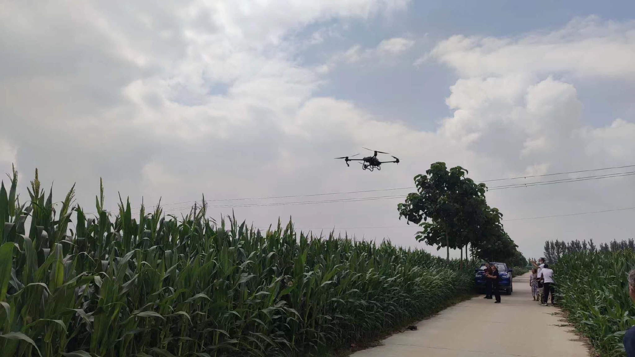 当地农业无人机在田地喷洒农药. 受访者供图
