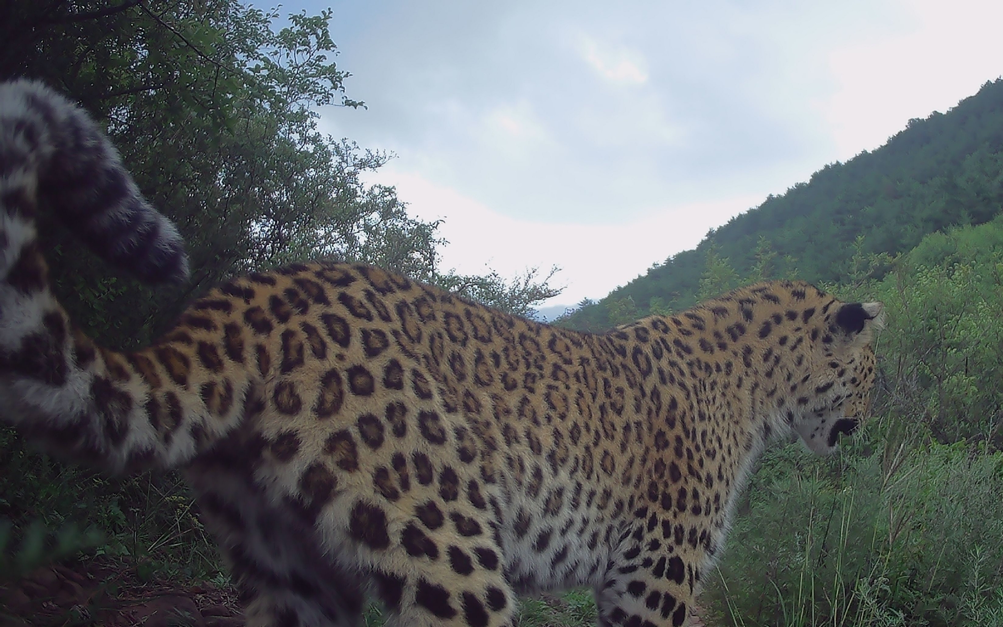 从离开到回归 华北豹距离北京还有多远|北京市_新浪财经_新浪网