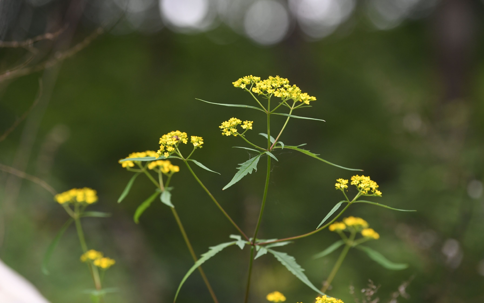 百花山自然保护区植物,异叶败酱.新京报记者 王颖 摄