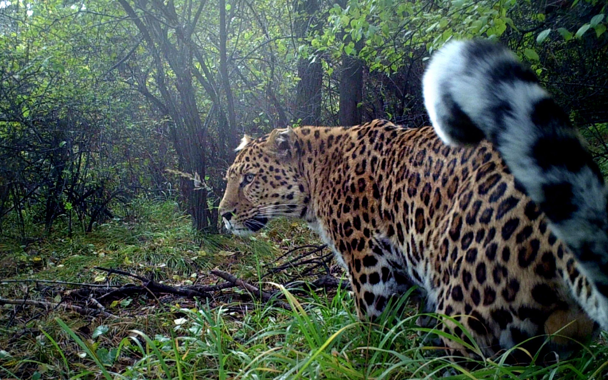 2014年-2015年间,山西省晋中市榆次区红外相机拍到的华北豹.猫盟供图