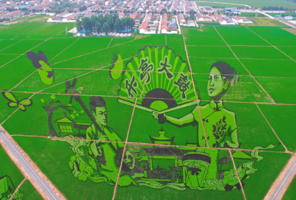 山里各庄稻田画即将迎来最佳观赏期