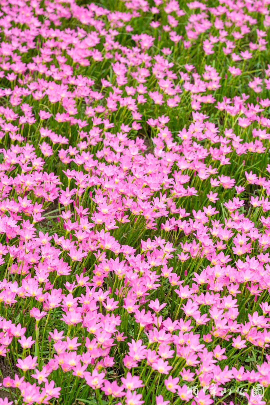 大雨过后,风雨兰悄然绽放!真美~|花海_新浪财经_新浪网