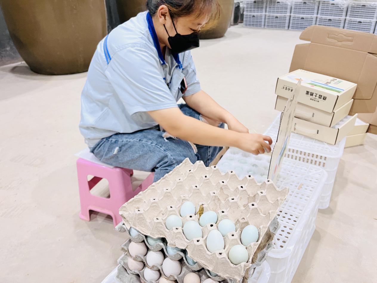 8月13日,淶水縣永陽鎮北七山村桑樹大棚內工作人員正在把雞蛋裝盒。李金璐攝