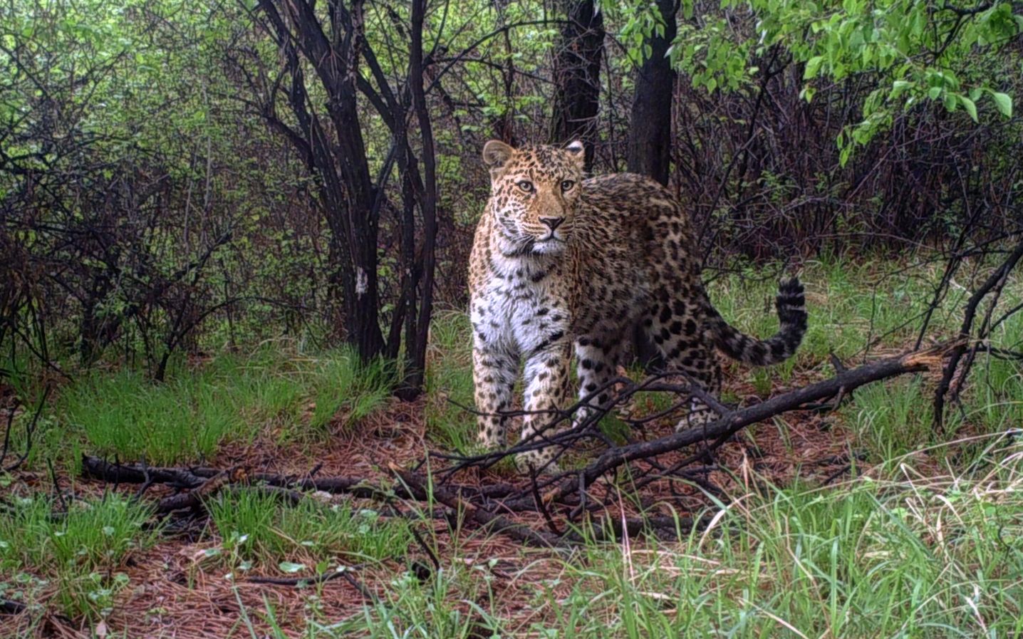 在豹的九个亚种中,华北豹只在中国分布,也就是说,它是中国独有的"大猫