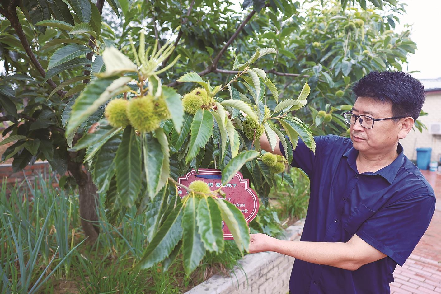 迁西3000棵优质板栗树成功签约认养