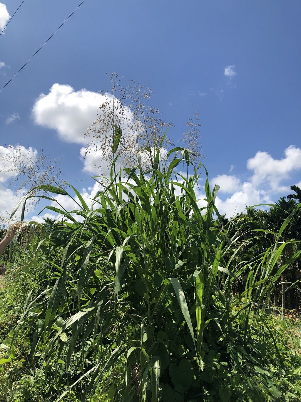 草地贪夜蛾尚未在榜,中国入侵物种名单急需新一轮增补