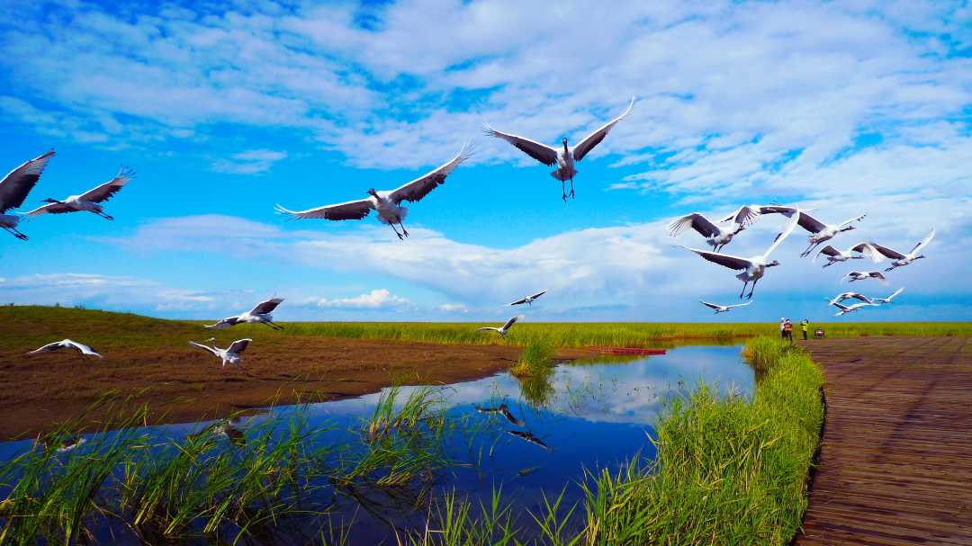 黑龙江鹤岗市:做好湿地文章 打造生态和谐宜居城|黑龙江省_新浪财经
