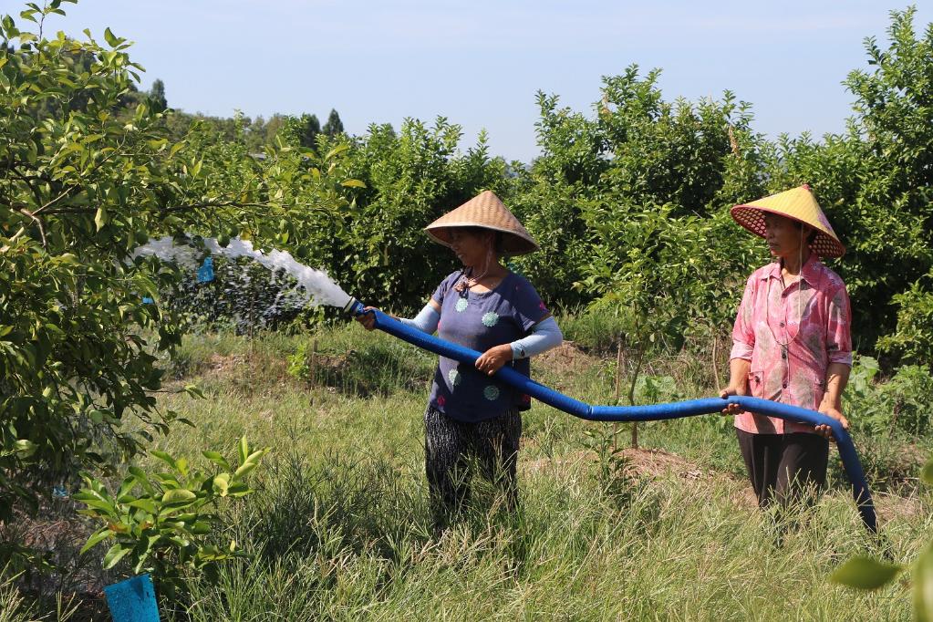 在重庆潼南区柏梓镇果树种植基地，农户引水灌溉缓解旱情。（受访者供图）