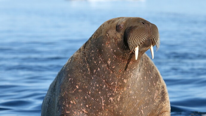 "网红"海象被挪威实施安乐死,网友愤怒|挪威_新浪财经_新浪网