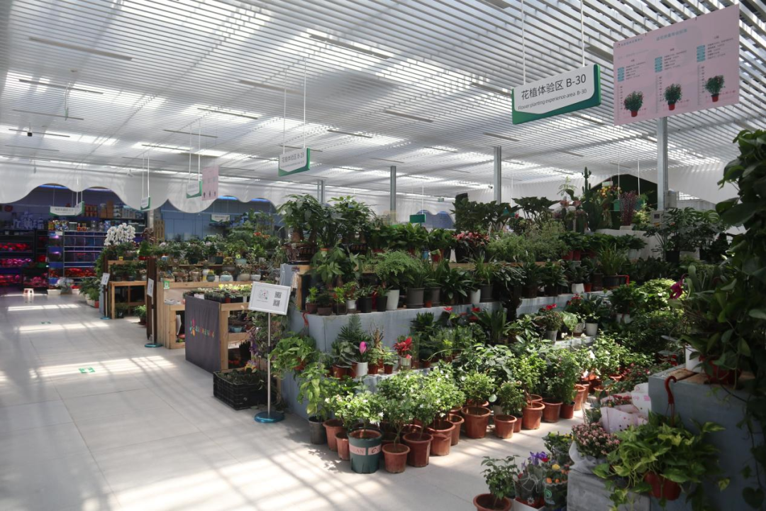 北京花乡花卉嘉年华艺术中心主营:盆花,绿植中高端花卉零售市场,盆花