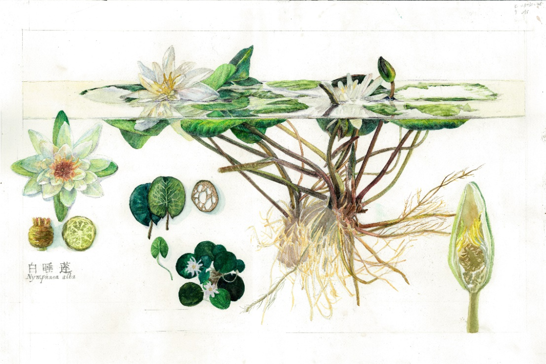 手绘白睡莲 (图片由作者绘制)