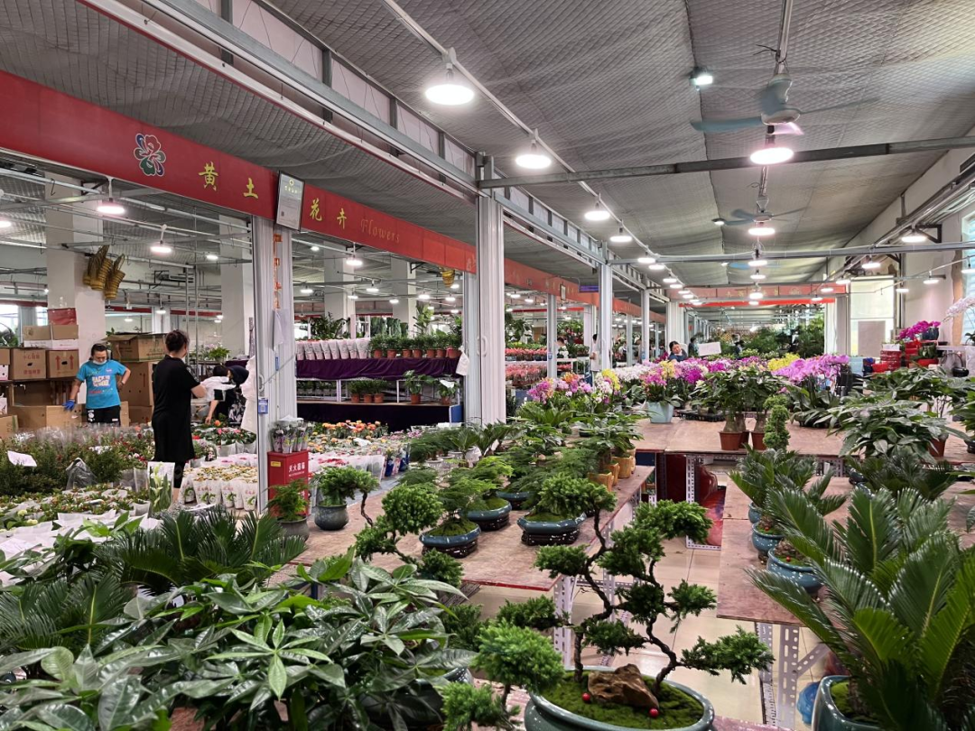 众兴园林花木中心&nbsp;记者拍摄