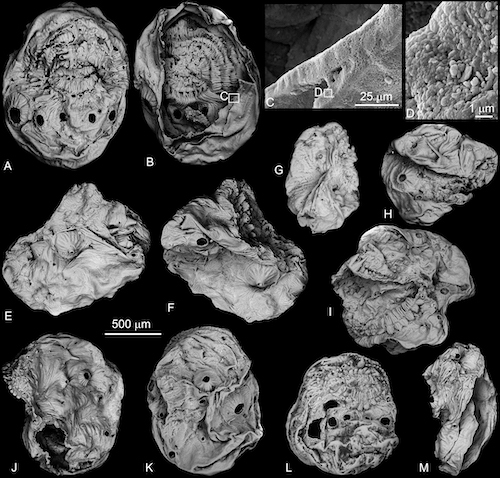 后口动物或蜕皮动物？5.35亿年前化石来揭秘
