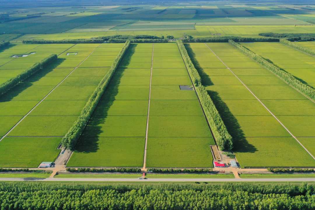 北大荒垦区:305万亩"绿色屏障"守护4500万亩良田_新浪财经_新浪网