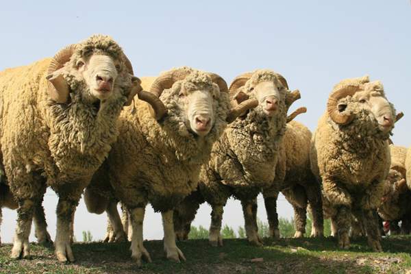 8元/公斤!巩乃斯种羊场羊毛拍得最高价|新疆_新浪财经_新浪网