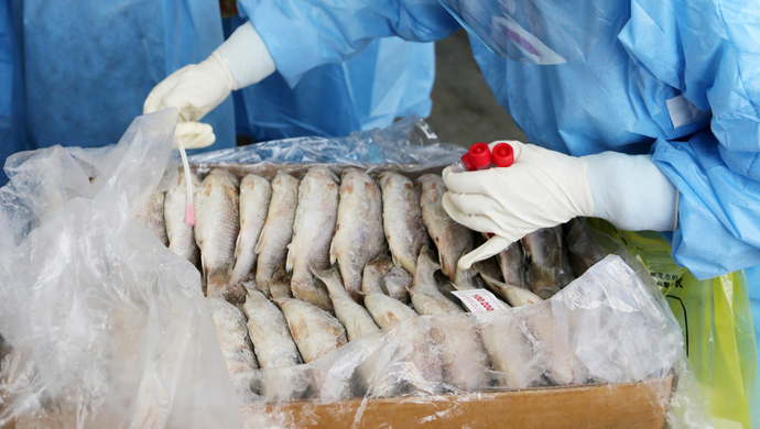 厦门给鱼做核酸上热搜,鱼会感染新冠吗?