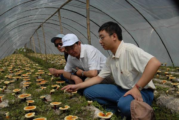 2007年李晔与北大医学部教授林志彬、福建农林大学教授林树钱在基地探讨灵芝种植技术
