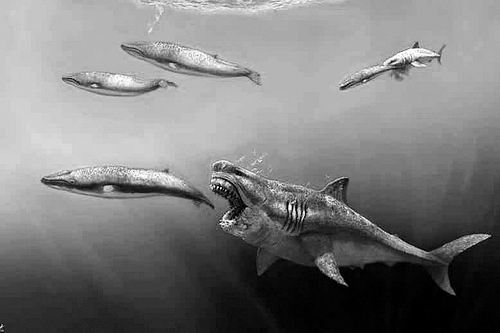 这种鲨鱼几口就能吞下一头虎鲸|巨齿鲨|虎鲸|论文_新浪科技_新浪网