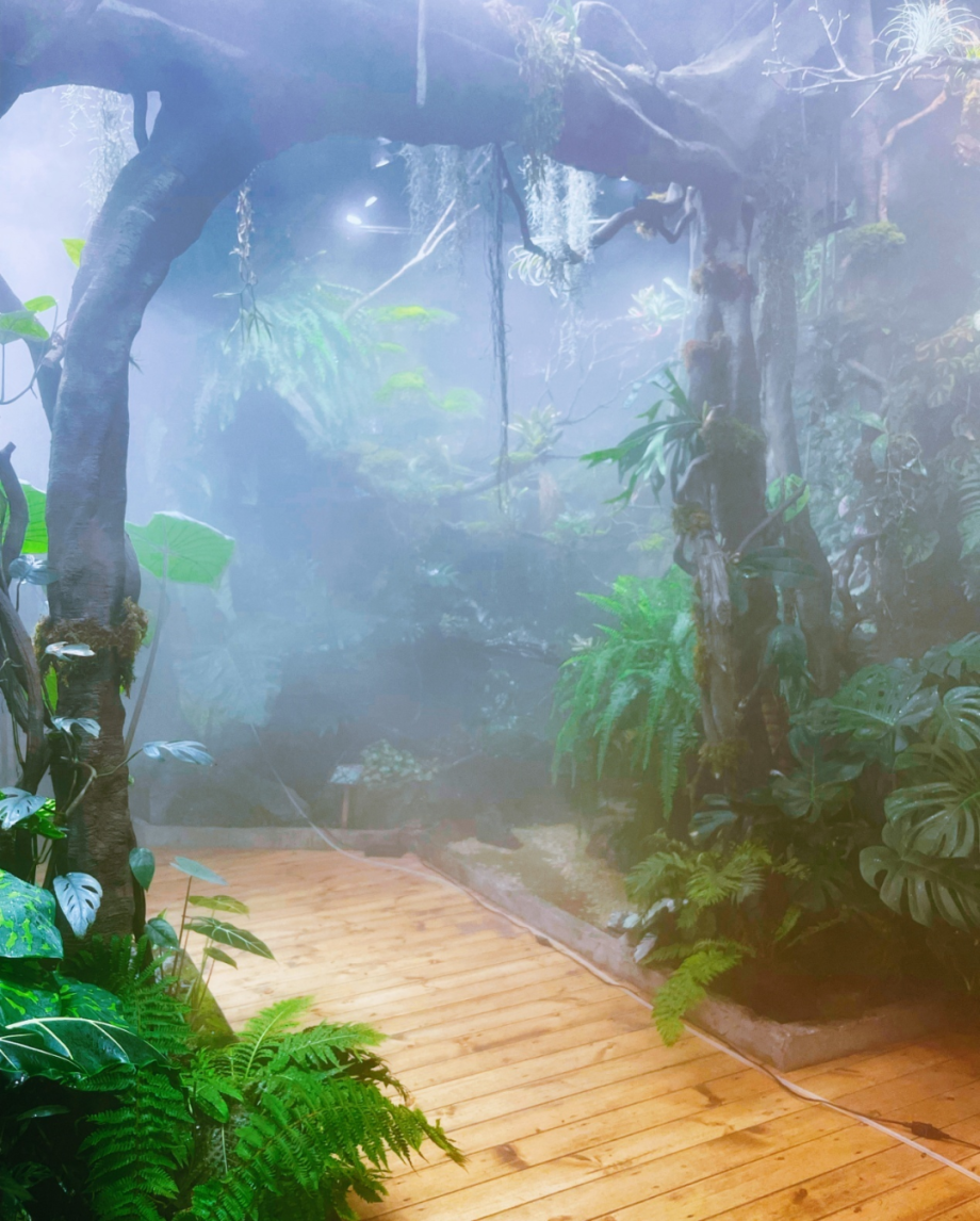 室内热带雨林景观