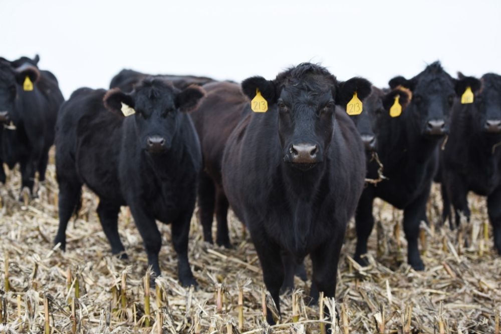 2017年10月31日在美国奥马哈比尔家庭农场拍摄的安格斯牛.