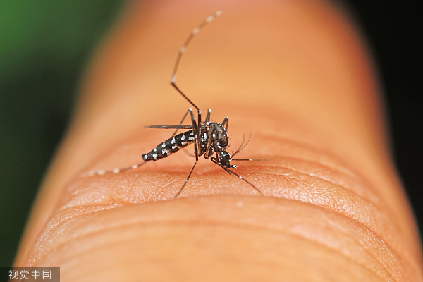 “全民公敌”的花蚊子，到底是从哪来的？怎样才能消灭...
