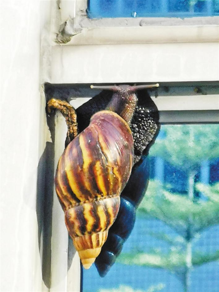 雨后大蜗牛路边频现,千万别碰!