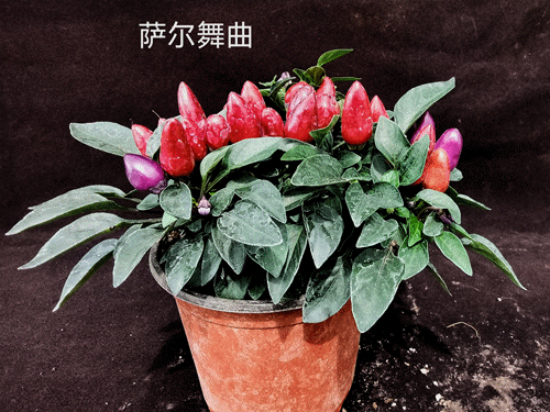 瞧这几款，都让人分不清是盆栽还是辣椒了呢~