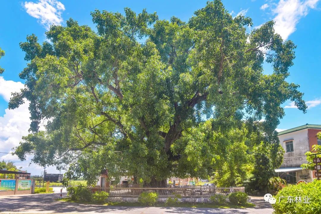 广东十大最美古树群等你来pick|广东省_新浪财经_新浪网