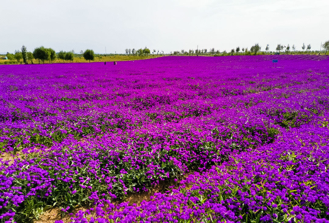 呼和浩特这片网红花海太美了全国网友都想来