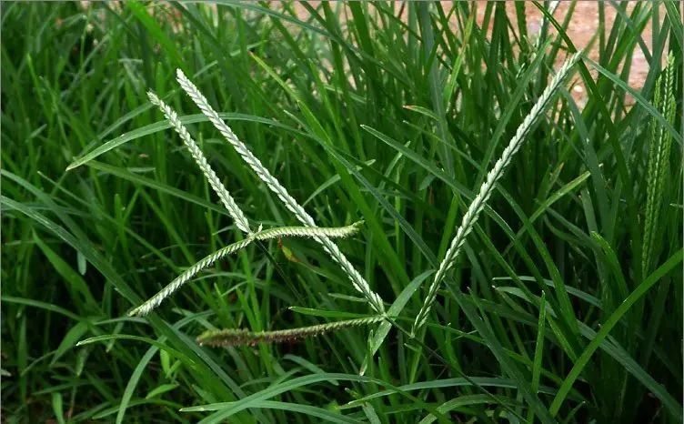 【宁品读】斗草|牛筋草_新浪财经_新浪网