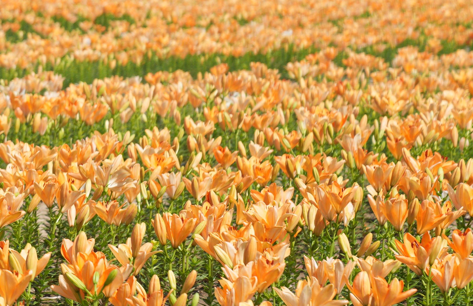 游客畅游世园公园百合花海 邂逅延庆最美冬奥城 花海 新浪财经 新浪网