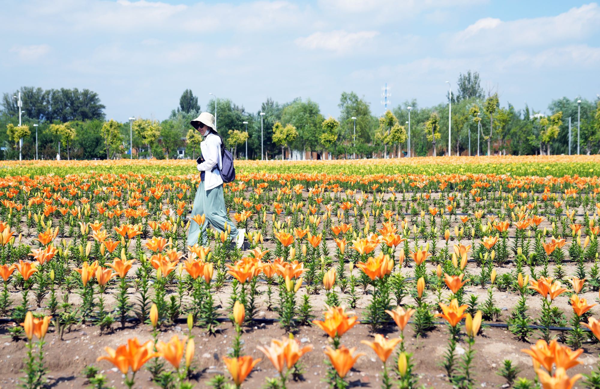 游客畅游世园公园百合花海 邂逅延庆最美冬奥城 花海 新浪财经 新浪网