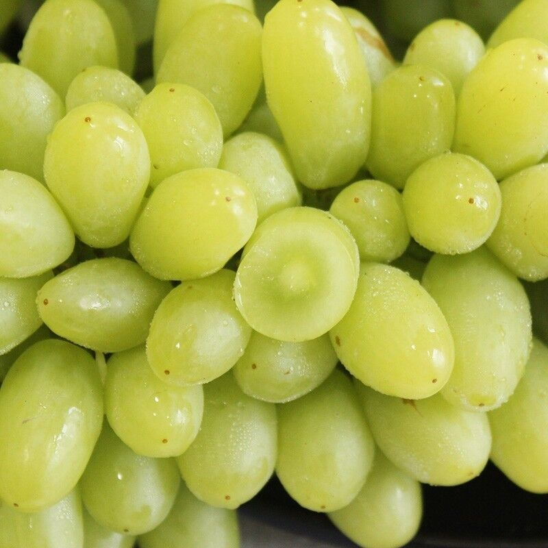 超甜吐鲁番白葡萄皮薄无籽脆爽爆汁顺丰冷链送到家