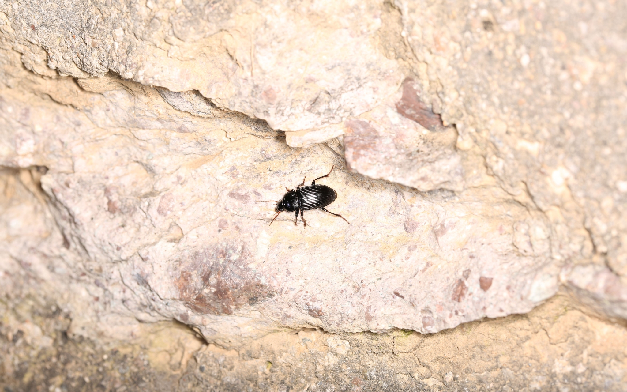 北京常见的一种婪步甲——大卫婪步甲,拍摄于北京密云.梁红斌&nbsp;摄