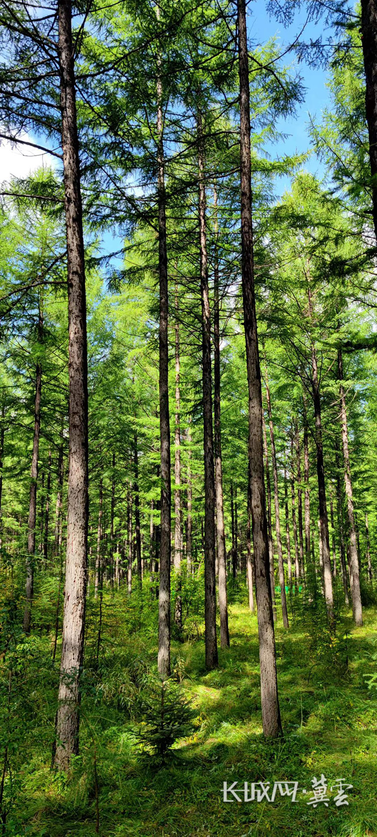 长城视频 | 有一种精神叫塞罕坝|马宁_新浪财经_新浪网