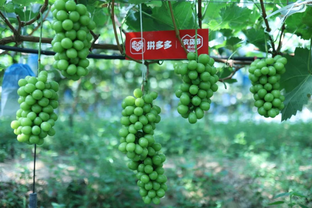 ▲从树尖到舌尖,“西昌葡萄”将登陆拼多多第四届农货节,以实惠的价格让千家万户一品阳光玫瑰的美味。卫疆|摄