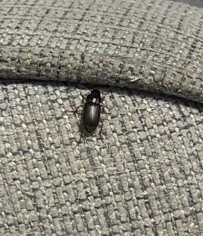 京津冀网友们在家中发现的不明黑色甲虫.