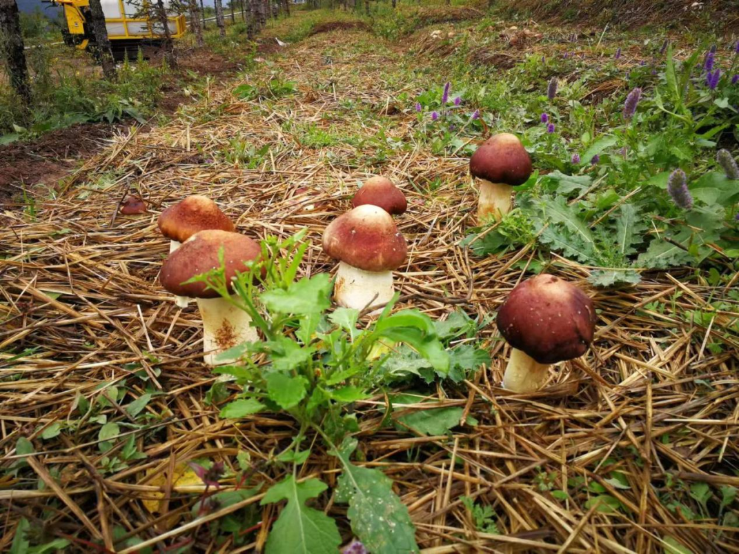 燕家山林下食用菌大球盖菇