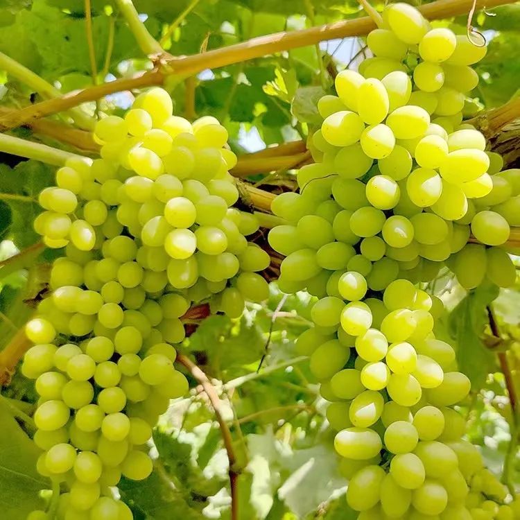 超甜吐鲁番白葡萄皮薄无籽脆爽爆汁顺丰冷链送到家