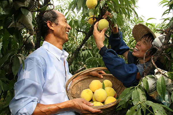 果农在夏日丰收季采摘黄桃. 本文图片均为 奉贤区青村镇 供图