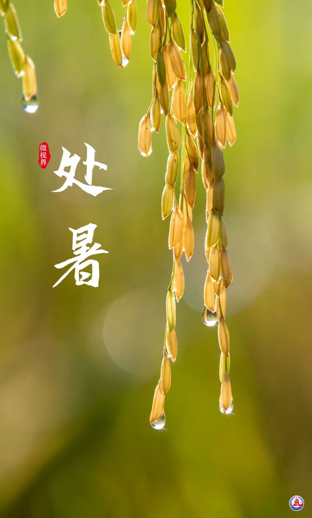 处暑:袅袅秋风起 最美人间秋|山东省_新浪财经_新浪网