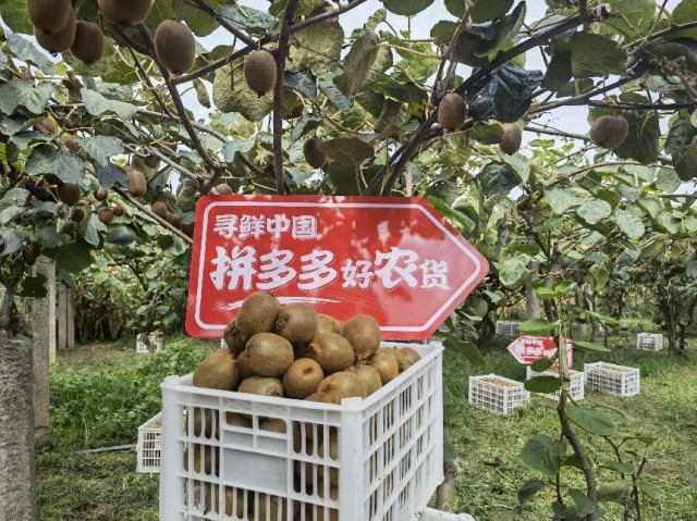 秦岭“山珍”周至猕猴桃登陆拼多多超级农货节