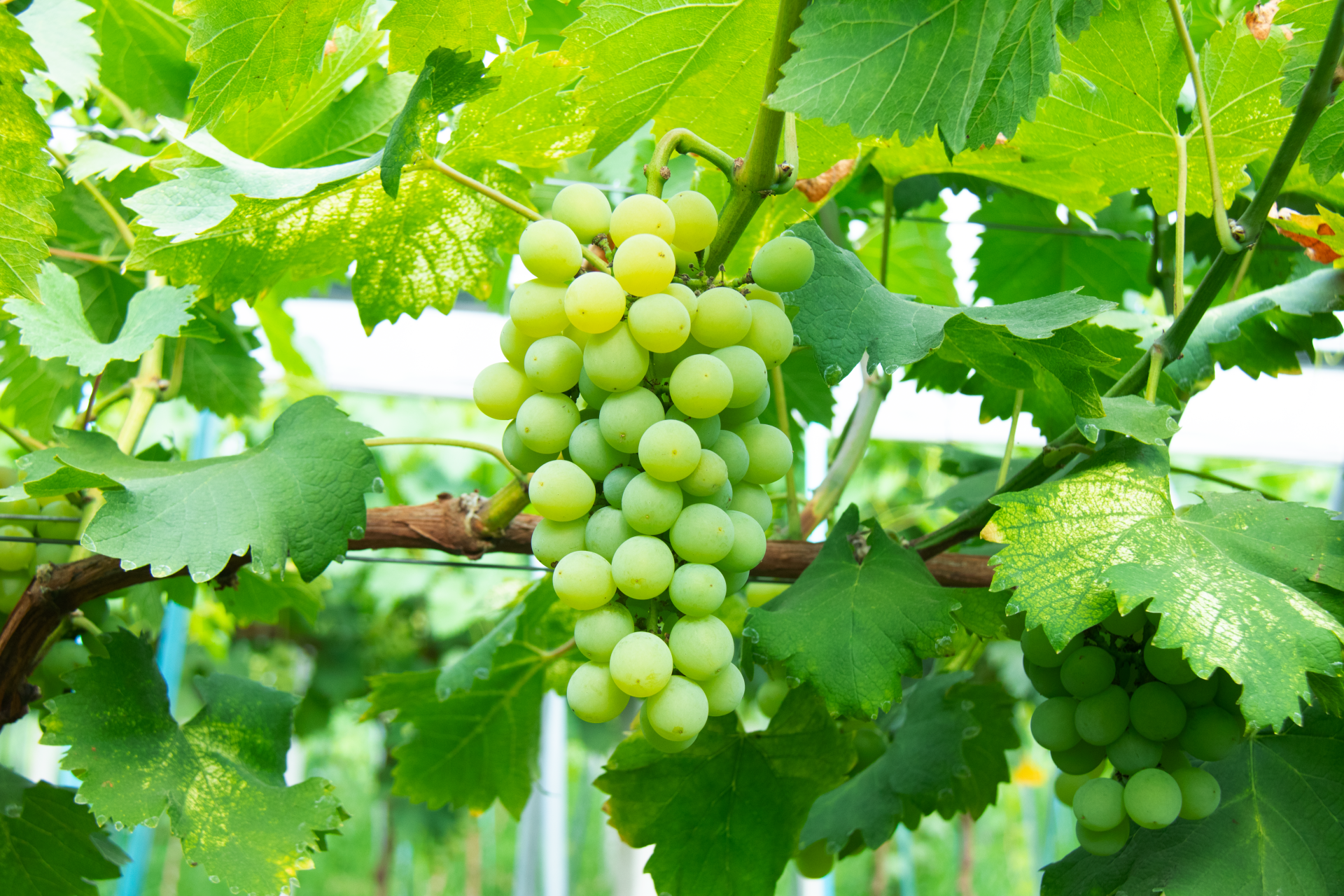 大棚内一串串葡萄挂满枝头.