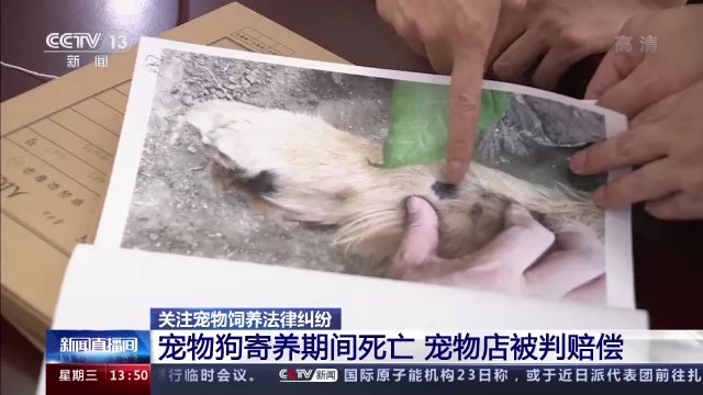 {易七娛樂百家樂}(买宠物去哪个网站比较好)