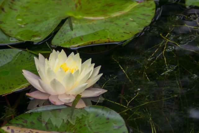 直播活动招募 走进神奇的睡莲世界 Diy五彩纸花 睡莲 新浪财经 新浪网