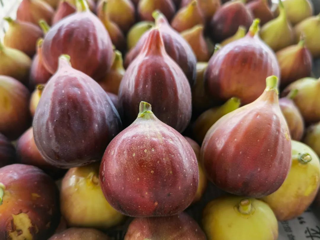 味甜,多汁!佛山这道秋天的味道别错过|无花果_新浪财经_新浪网