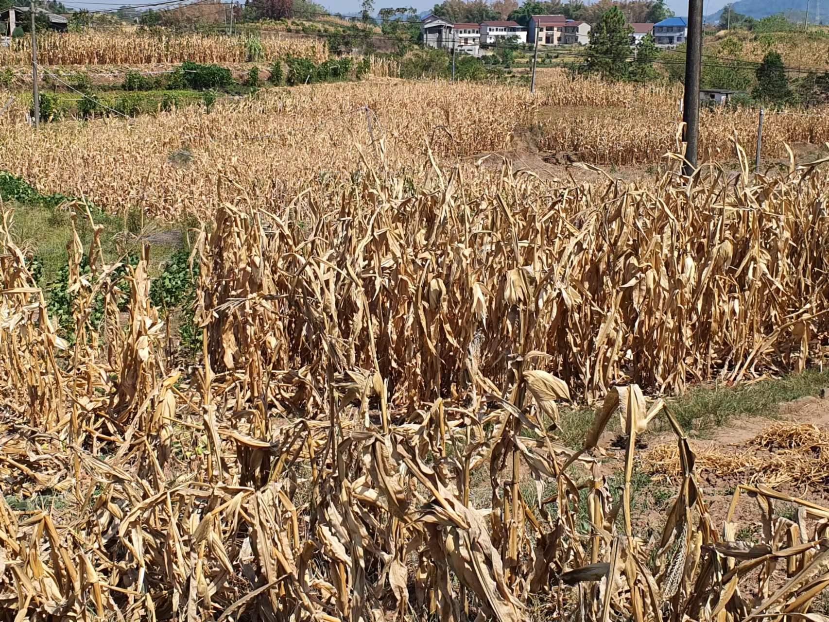 (玉米受高温干旱影响枯死图片来源:财联社记者拍摄)