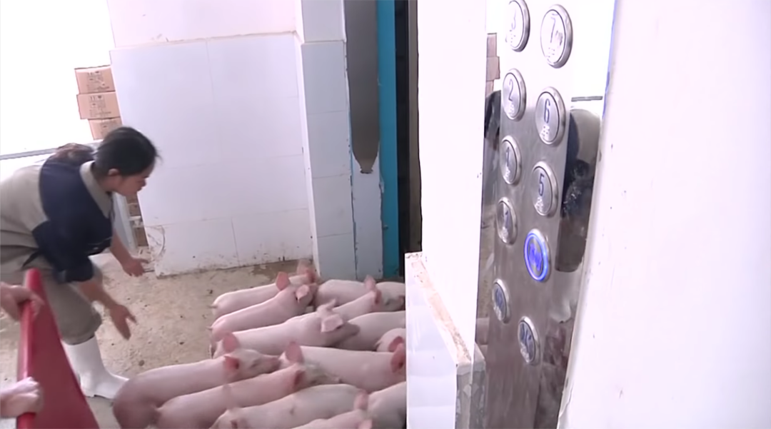 工作人员正在赶猪“坐电梯”