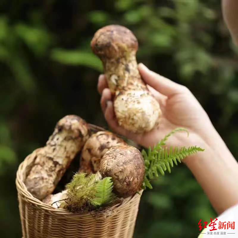 “菌中之王”松茸的濒危之路：今年价格暴涨但产量却创新低 多地出新规保护_手机新浪网