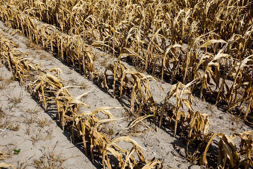 德国夏季干旱影响全国大部分农作物 玉米干巴巴伫立田